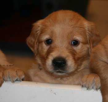 puppy