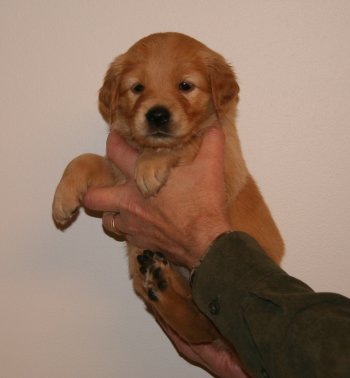 puppy