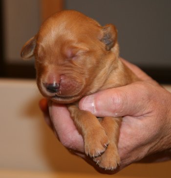 puppy