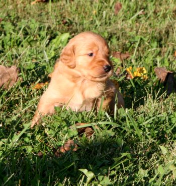 puppy