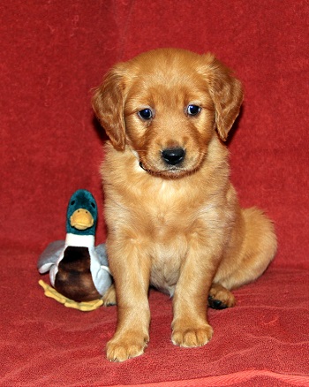 puppy at 6 weeks
