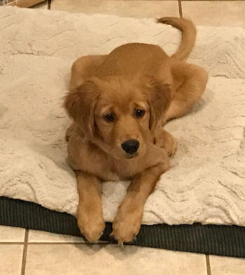 puppy on bed