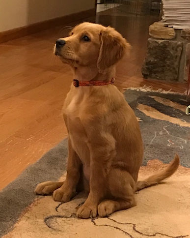 puppy sitting