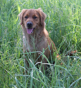 Dog in tall grass