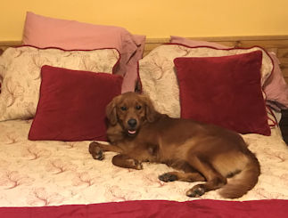 Dog on bed