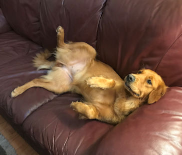 Dog on back