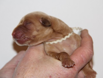 puppy