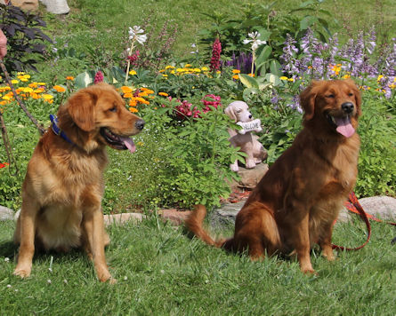 Hank and Zoey