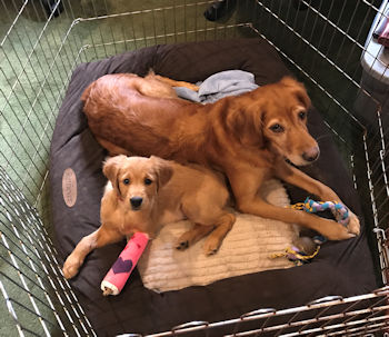 puppy in ex-pen
