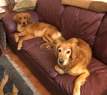 dogs on sofa