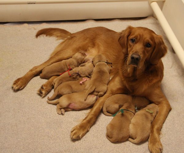Mom and puppies