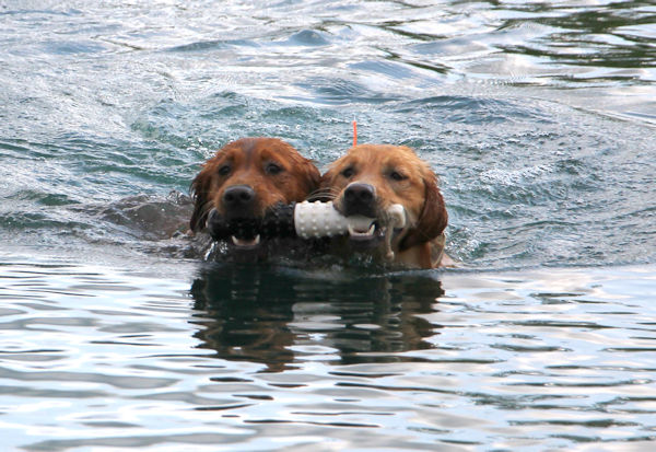 two dogs sharing a bumper